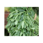 Water Leaf